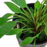 107 威力斯椒草 Cryptocoryne x willisii